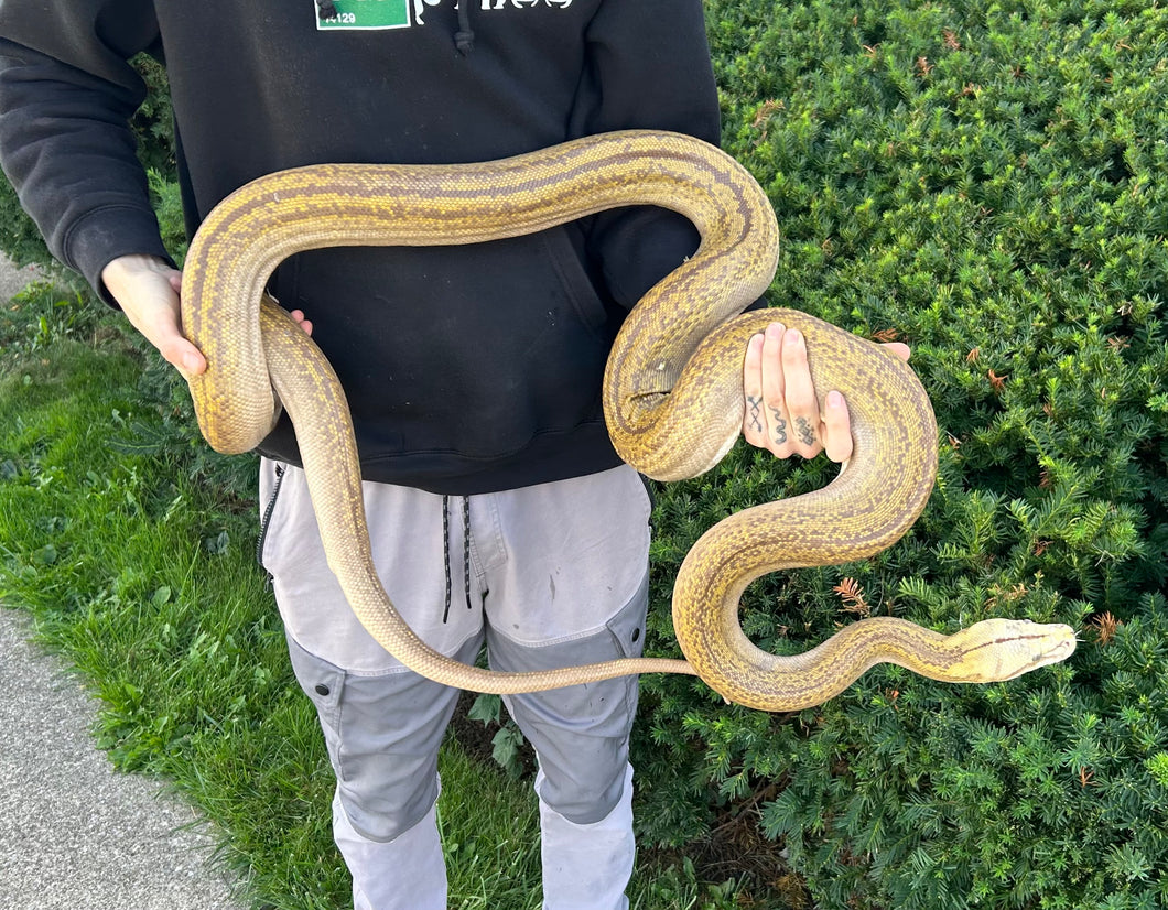 Adult Mochino Goldenchild Reticulated Python (Male)