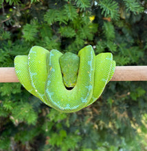 Load image into Gallery viewer, Adult Sorong Green Tree Python (Female 1)