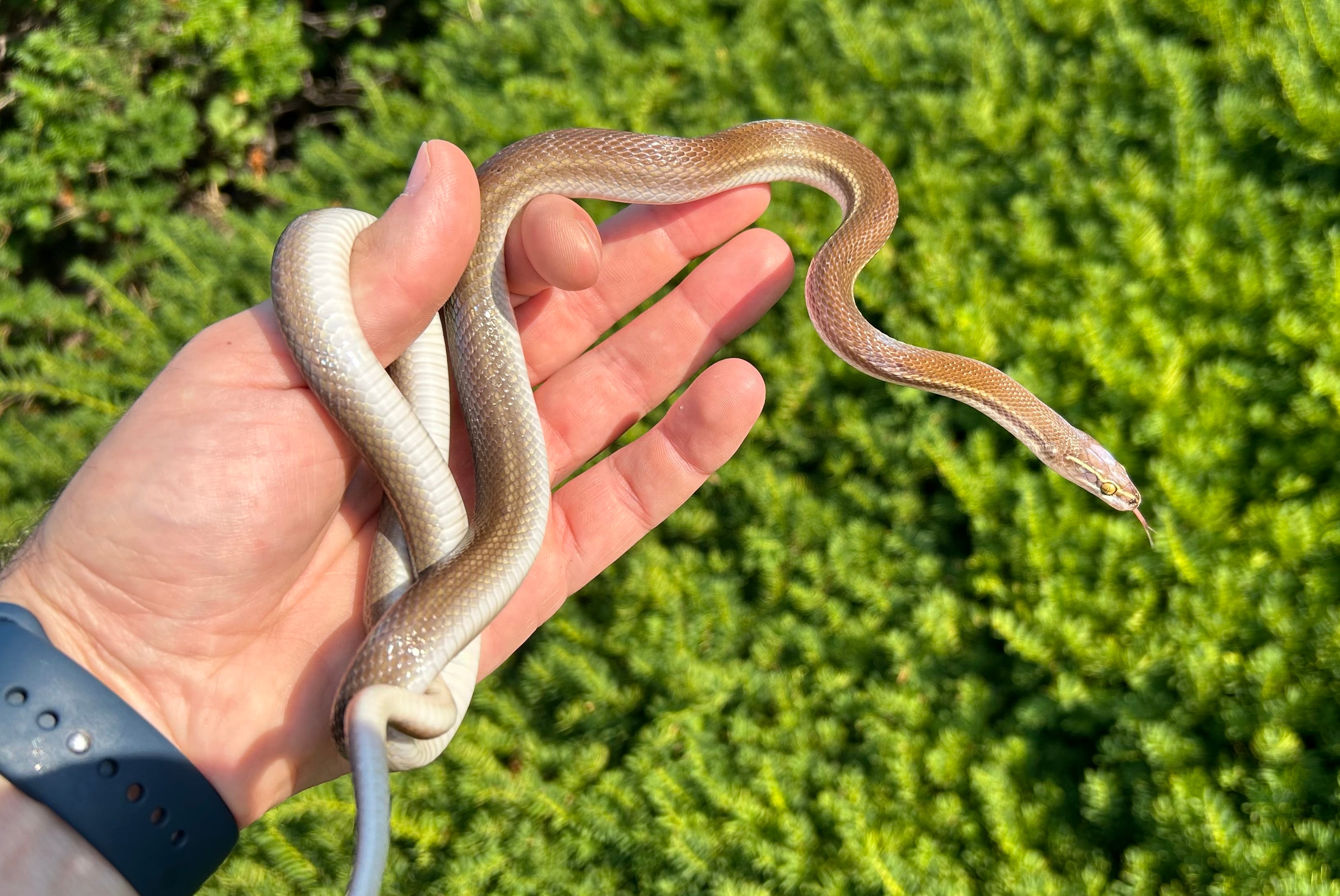 African House Snake Size