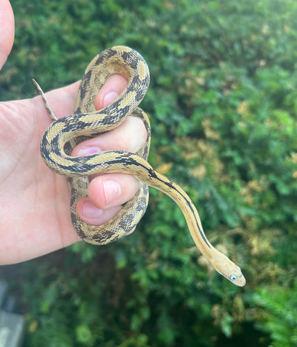 Juvenile Trans Pecos Ratsnake het Albino (Male 3)