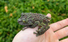 Load image into Gallery viewer, Adult Vietnamese Mossy Frog