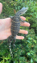 Load image into Gallery viewer, CBB Baby Asian Water Monitor (2)