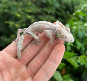 Adult Mossy Leaf-tailed Gecko (Female)