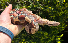 Load image into Gallery viewer, Small Exceptional Guyana Boa (Female 4)
