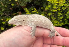 Load image into Gallery viewer, Juvenile Nuu Ana Leachianus Gecko (2)
