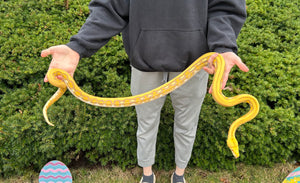 Juvenile Lavender Mochino Tiger Reticulated Python (Male)