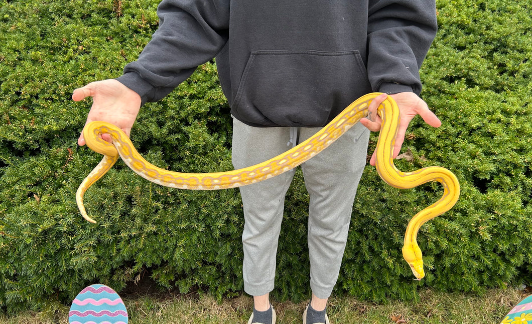 Juvenile Lavender Mochino Tiger Reticulated Python (Male)