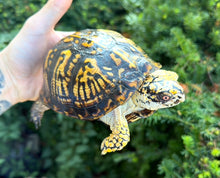 Load image into Gallery viewer, Adult ‘High-Yellow’ Eastern Box Turtle (Male)