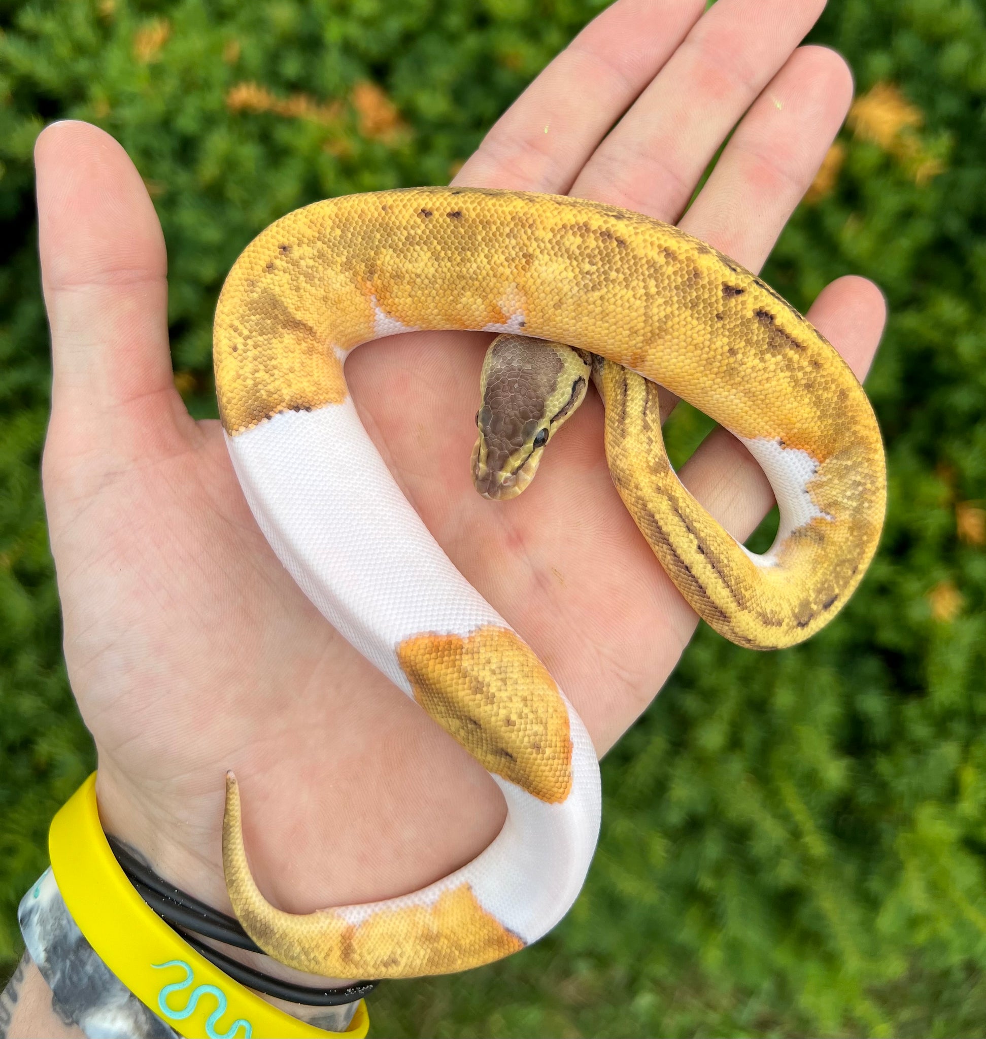 Baby Pastel Pinstripe Pied Ball Python (Female 2) – Scales and Tails of ...