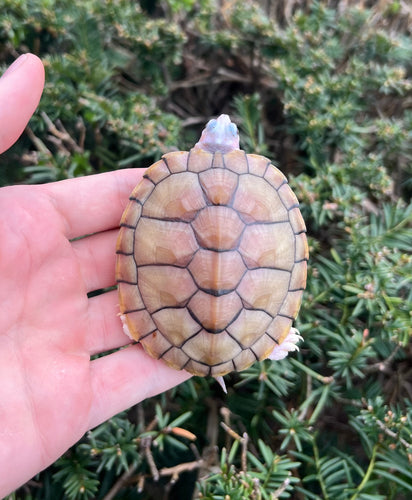 4” Caramel Albino Red-Eared Slider