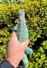 Load image into Gallery viewer, Juvenile Blue Iguana
