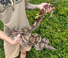 Load image into Gallery viewer, 7’ Adult Guyana Boa (Female)