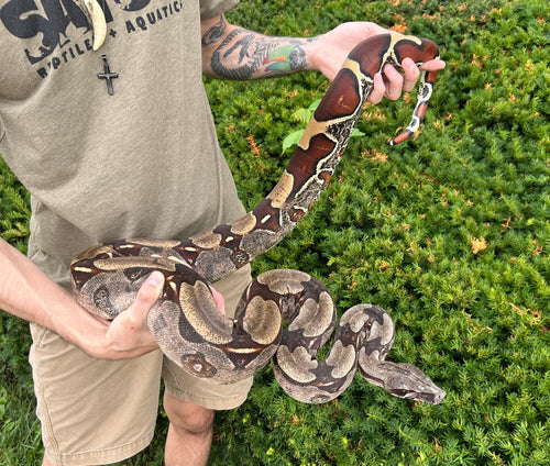 7’ Adult Guyana Boa (Female)