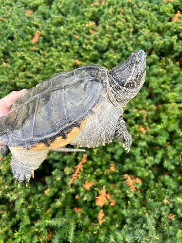 9” Florida Snapping Turtle