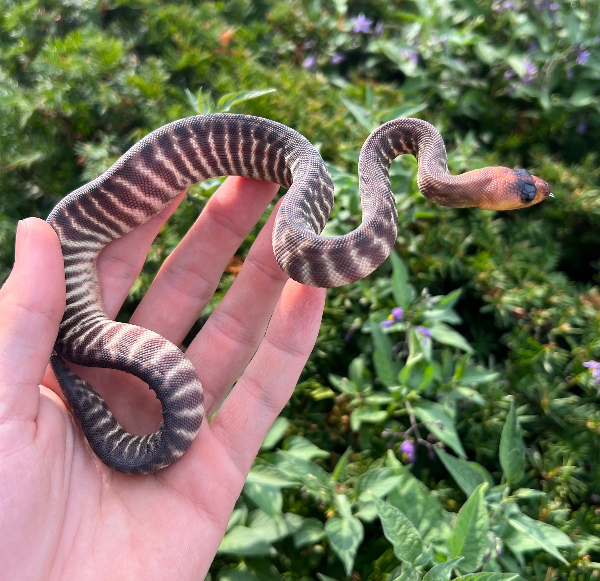 Baby Woma Python (Female 2) – Scales and Tails of Ohio