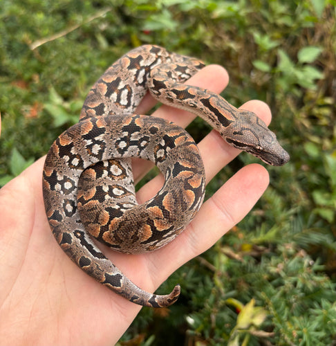 Baby Dumeril’s Boa (Male 1)