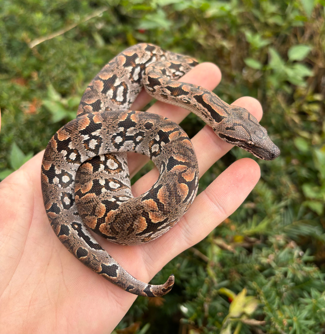 Baby Dumeril’s Boa (Male 1)