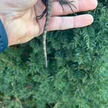 Load image into Gallery viewer, Baby Australian Water Dragon (Nub-Tail)