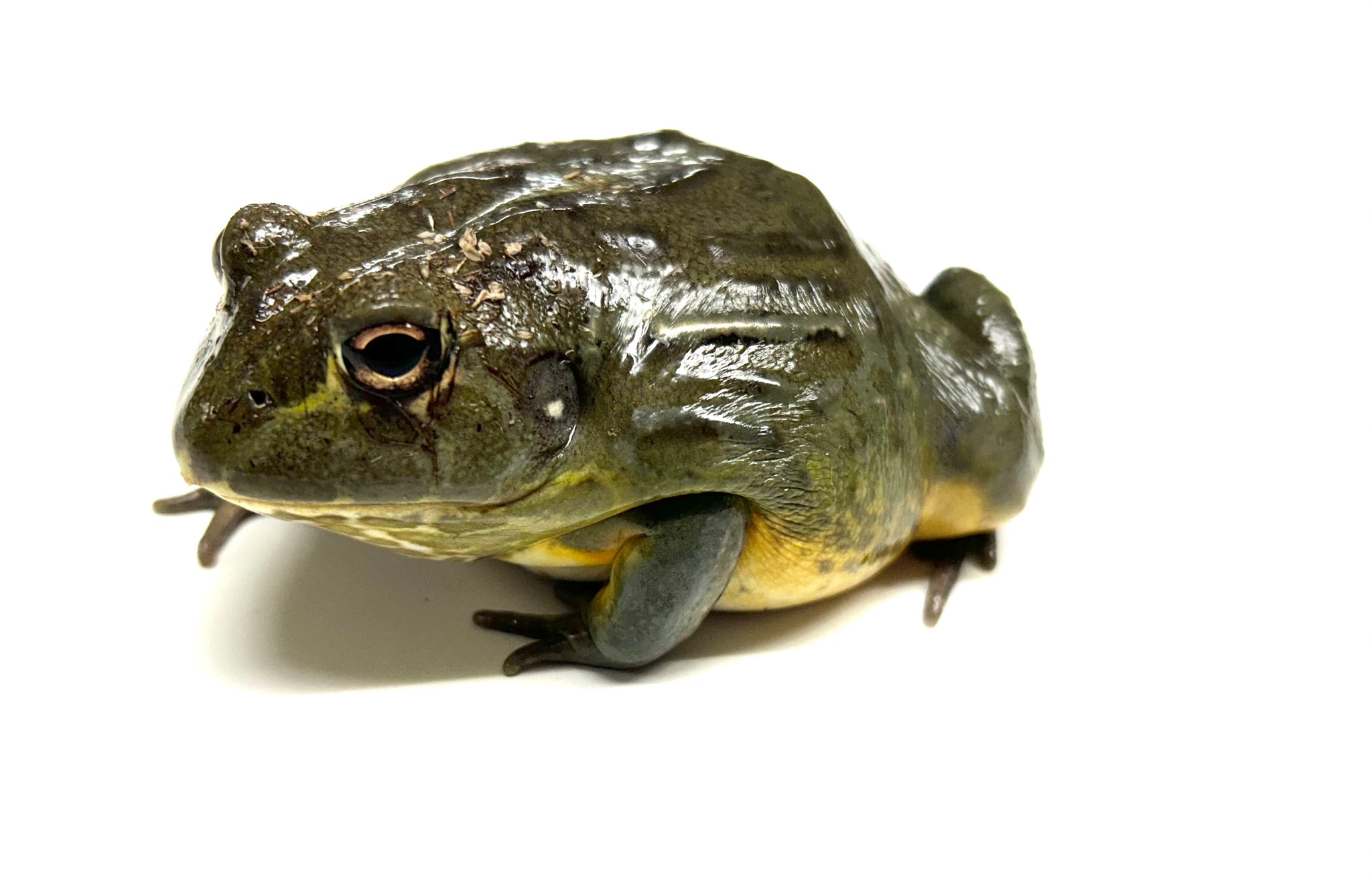 Loading Frog Sub-Adult Giant Pixie Frog – Scales and Tails of Ohio