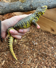 Load image into Gallery viewer, Adult Yellow Uromastyx (Female)