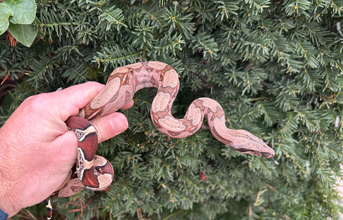Juvevile Guyana Boa (Male 3)
