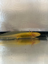 Load image into Gallery viewer, Axolotl