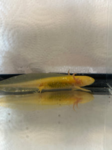 Axolotl