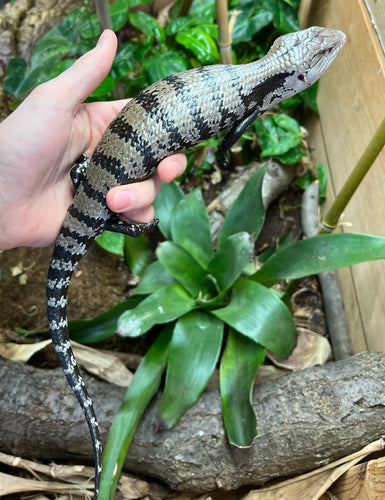 Adult Indonesian Blue Tongue Skink (1)