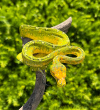 Load image into Gallery viewer, Sub-Adult Biak Green Tree Python (Female)