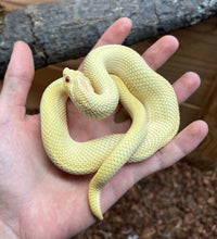 Load image into Gallery viewer, Adult Albino Super Conda Western Hognose Snake (Male)