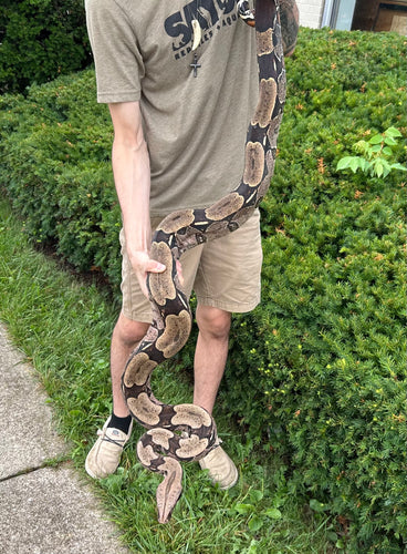 7’ Adult Guyana Boa (Male)