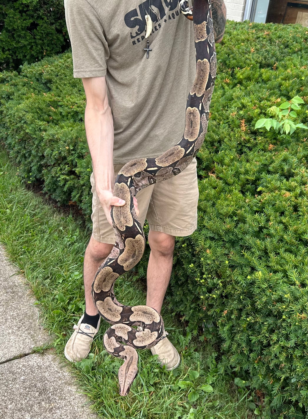 7’ Adult Guyana Boa (Male)