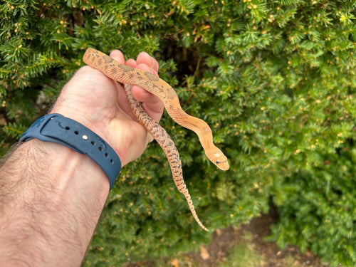 Baby Mexican Pine Snake (Male)