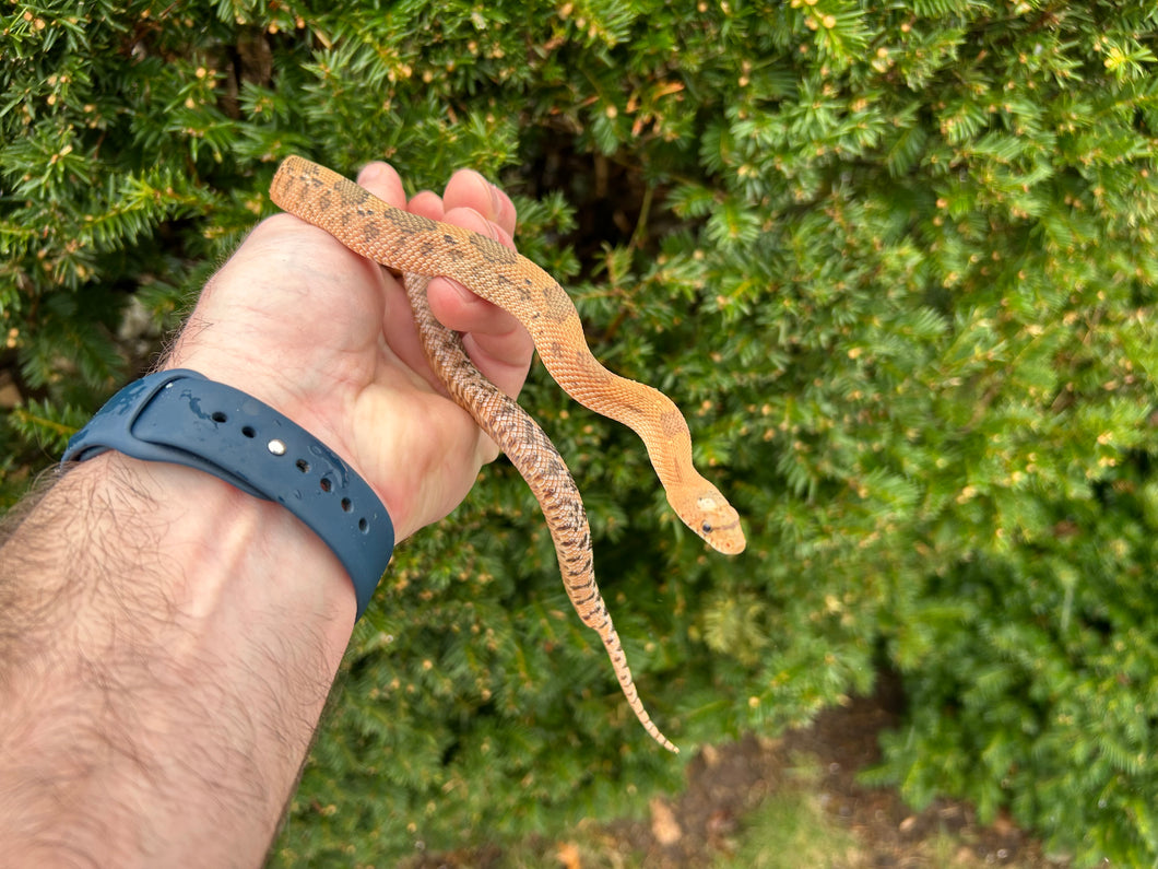 Baby Mexican Pine Snake (Male)