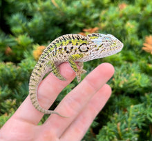Load image into Gallery viewer, Adult Carpet Chameleon (Pair)