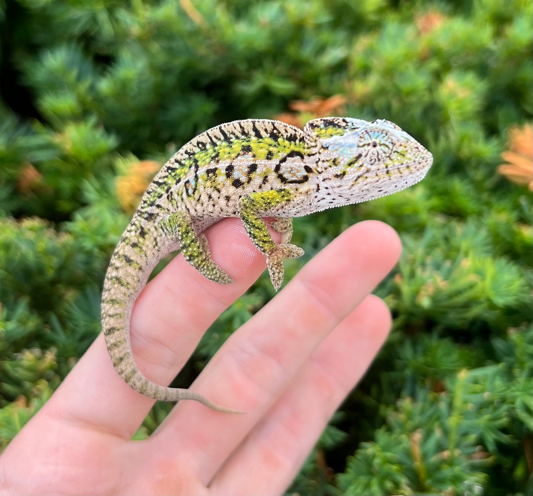 Adult Carpet Chameleon (Pair)