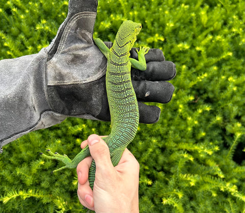 Adult Green Tree Monitor (Male 2)