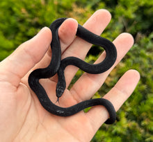 Load image into Gallery viewer, Sub-Adult Melanistic Eastern Garter Snake (Male)