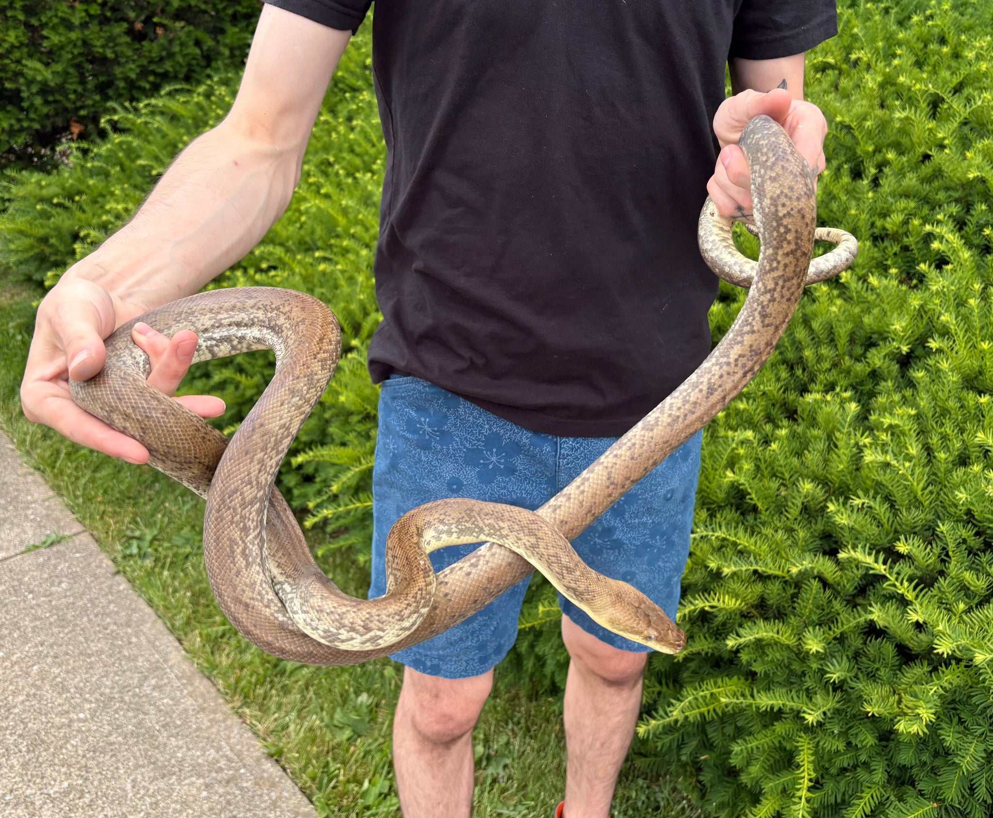 Macklot's Python Size Sub-Adult Macklot’s Python (Male 1) – Scales and Tails of Ohio