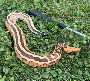 Juvenile High-Yellow Borneo Blood Python (Male)