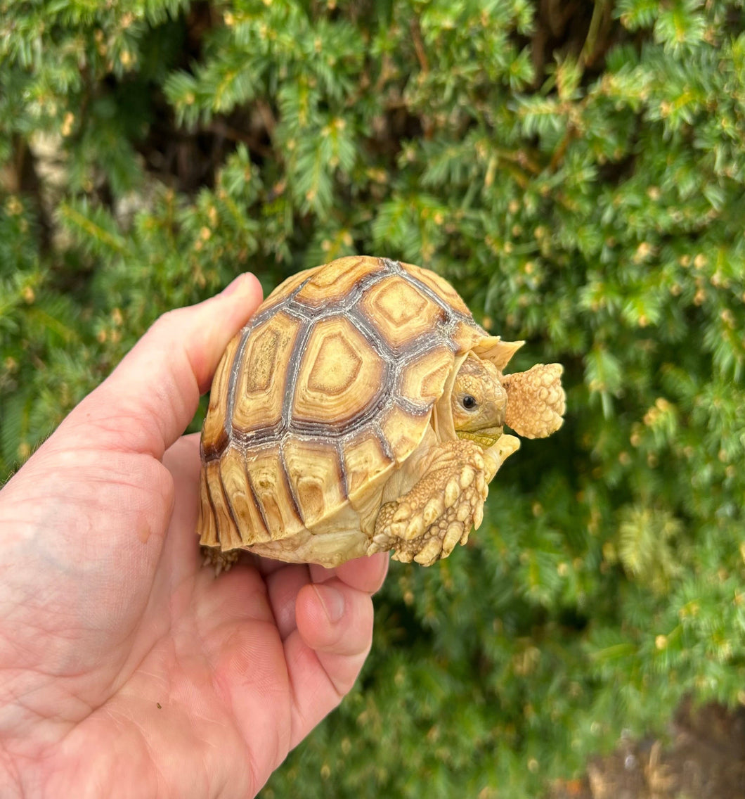 4”-5” Sulcata Tortoise (4)