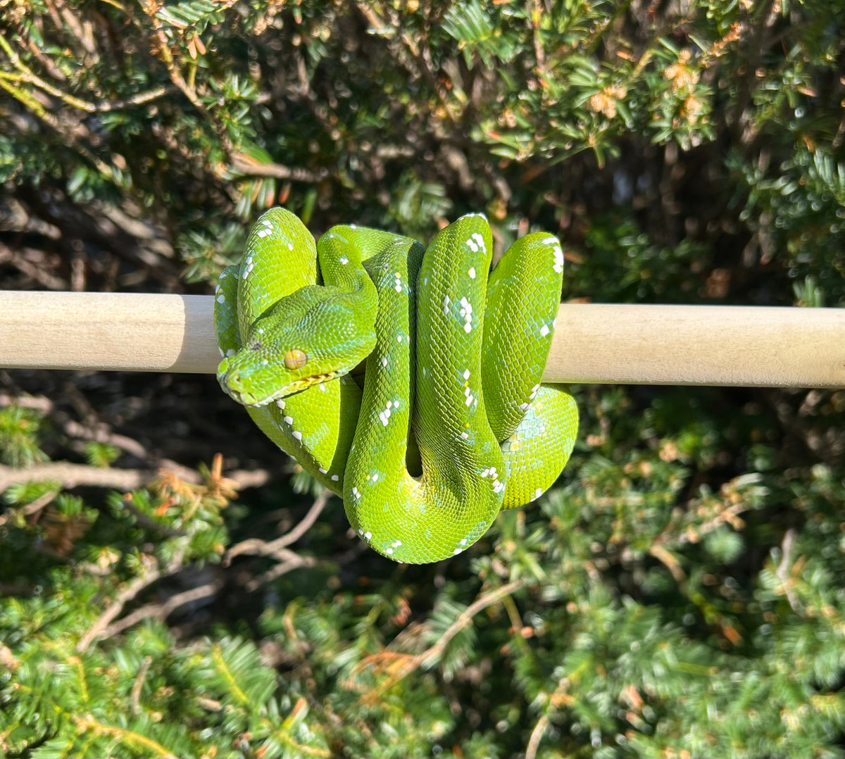 Sub-Adult Aru Green Tree Python (Female 1) – Scales and Tails of Ohio