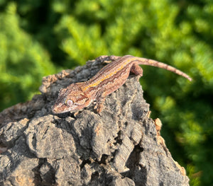Baby Striped Gargoyle Gecko (1)