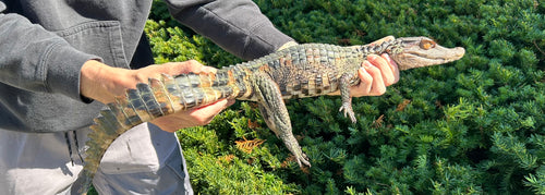 Juvenile Cuvier's Dwarf Caiman