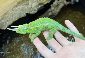 Jackson's Chameleon