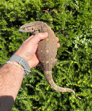 Load image into Gallery viewer, Small High-Color Black Throat Monitor (1)
