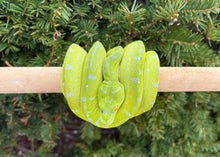 Load image into Gallery viewer, Sub-Adult Manokwari x Tamika Green Tree Python (Female)