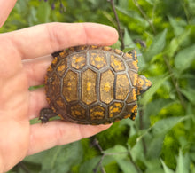 Load image into Gallery viewer, Baby Yellow-Foot Tortoise