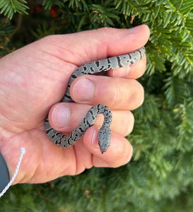 Baby Anery Gray-Banded Kingsnake (Female 1)