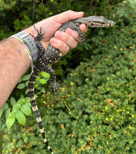 Load image into Gallery viewer, Juvenile Asian Water Monitor (3)
